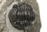 Detailed Gerastos Trilobite Fossil - Morocco #226638-3